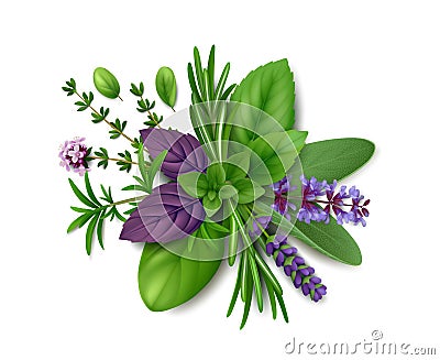 Fresh herbs de Provence on white background Vector Illustration